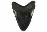 Juvenile Megalodon Tooth - South Carolina #130755-1